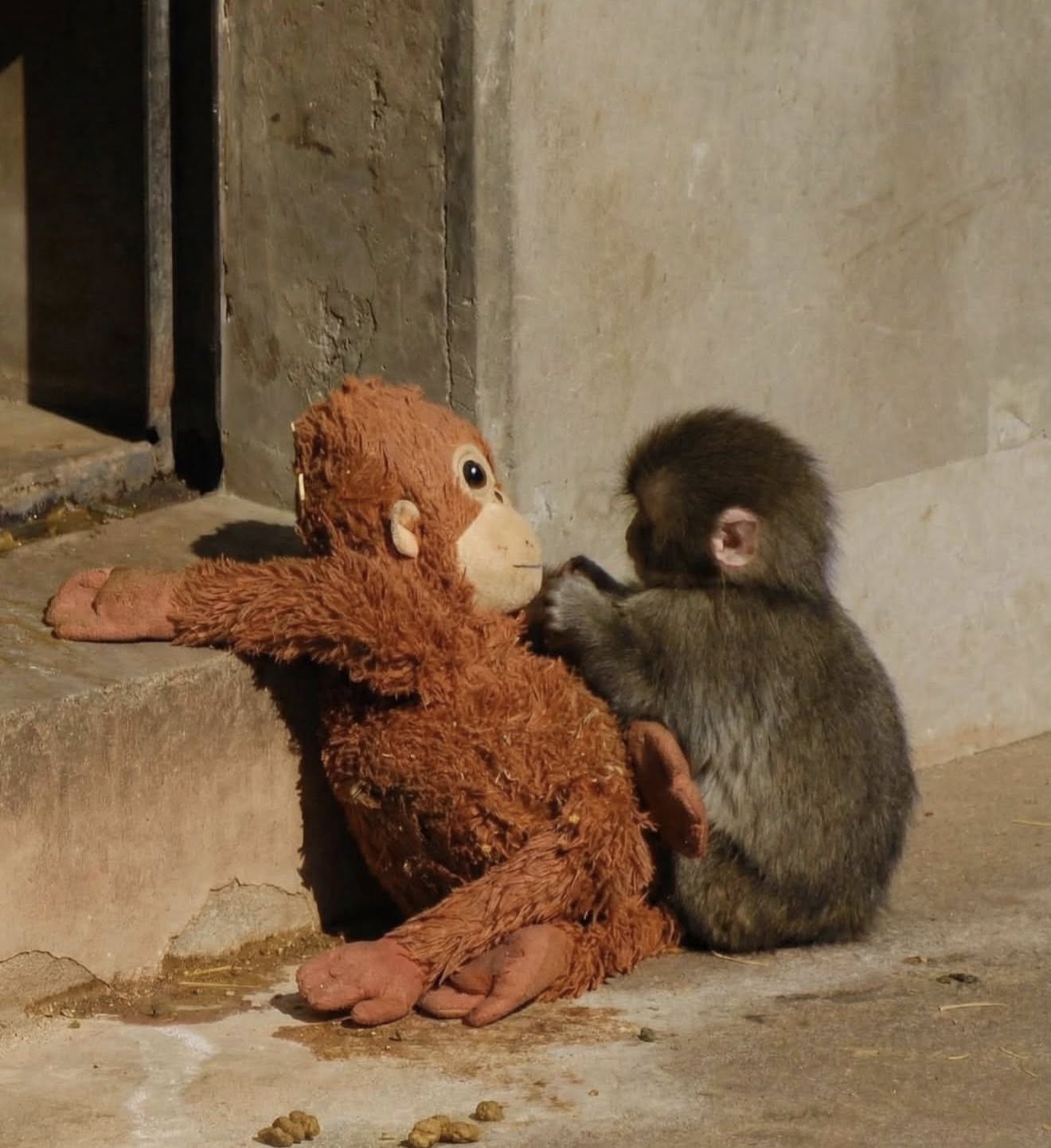 Who is Punch, the Monkey?